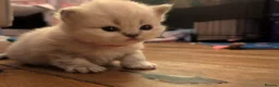 Persian cats for sale: ✨ Beautiful Persian Kittens for Sale ✨ - Advert 11
