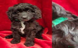 Cockapoo dogs for sale: Stunning F1 Show type cockapoos - Image 5