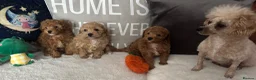 Poochon dogs for sale: Toy Poochon puppies  - Advert 1