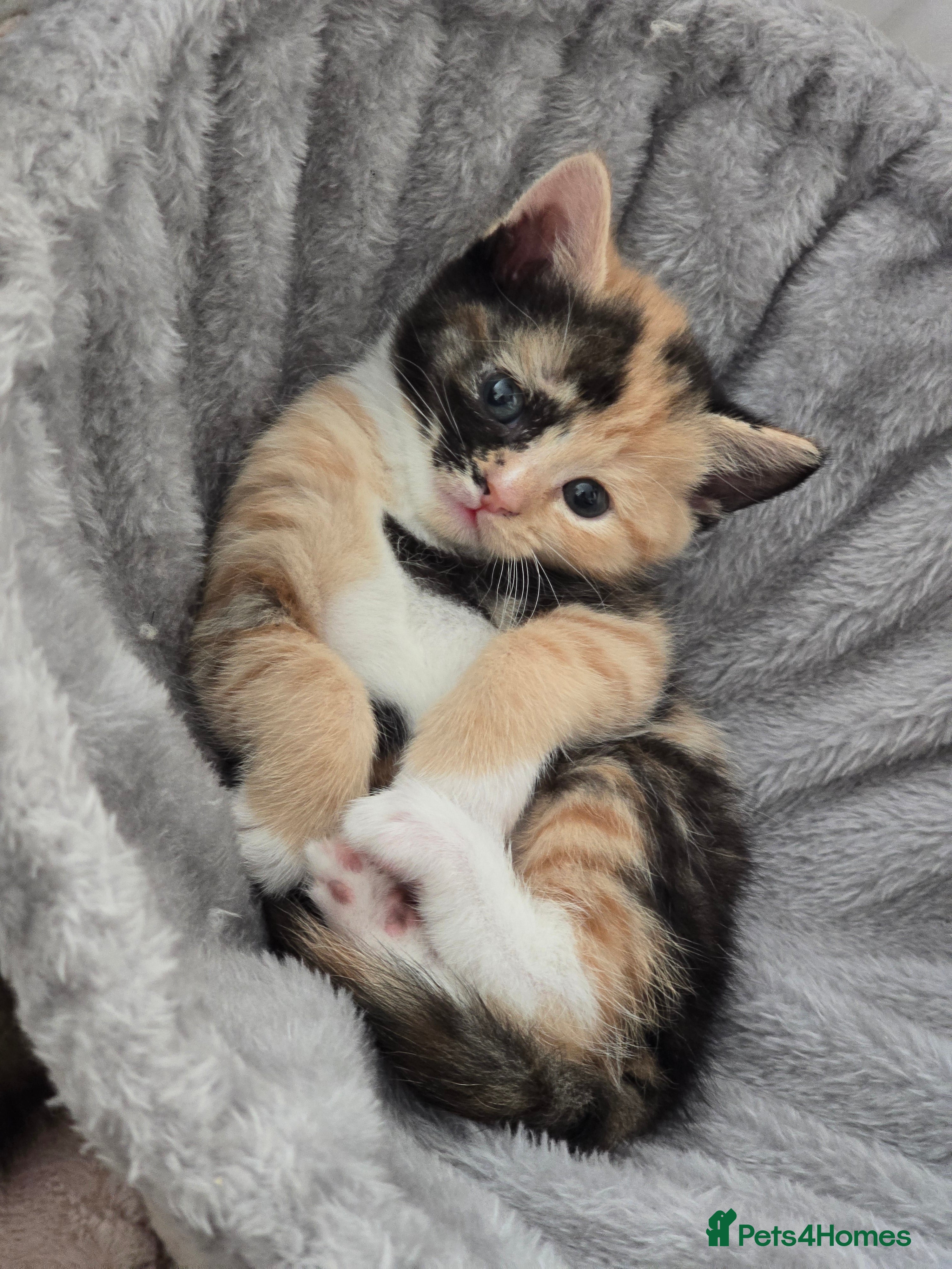 British Shorthair cats Adorable British Shorthair Kittens - Advert 2