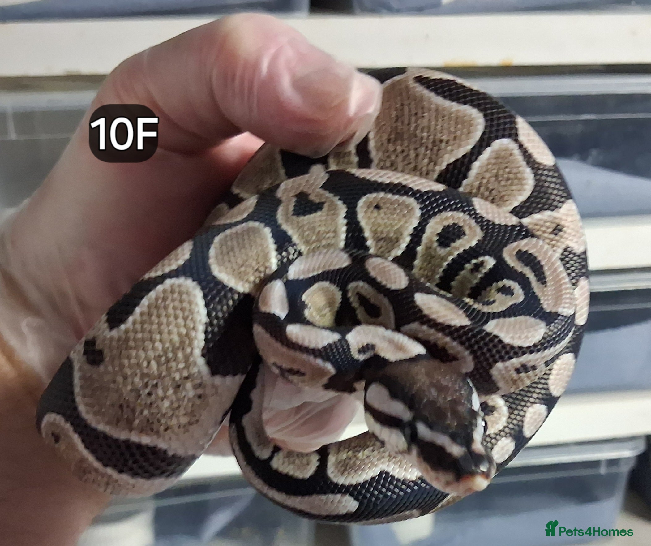 Python Snake reptiles Baby Royal Pythons, Females various Morphshs  - Advert 11