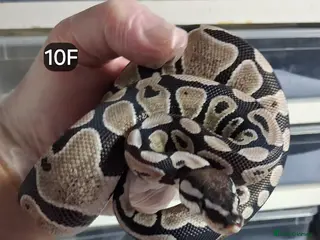 Python Snake reptiles Baby Royal Pythons, Females various Morphshs - Advert 11