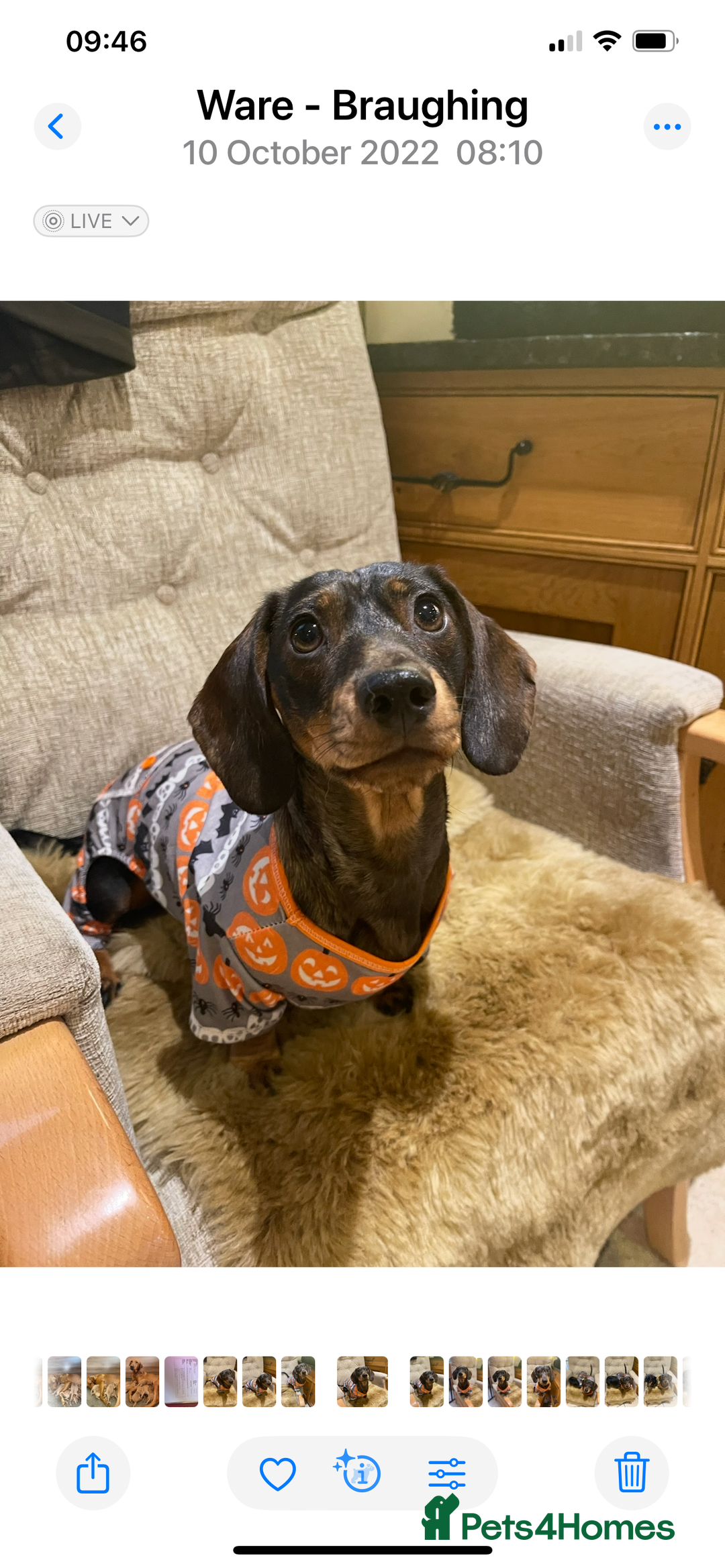 Miniature Dachshund dogs for sale: Stunning tiny KC Miniature Dachshunds - Advert 10