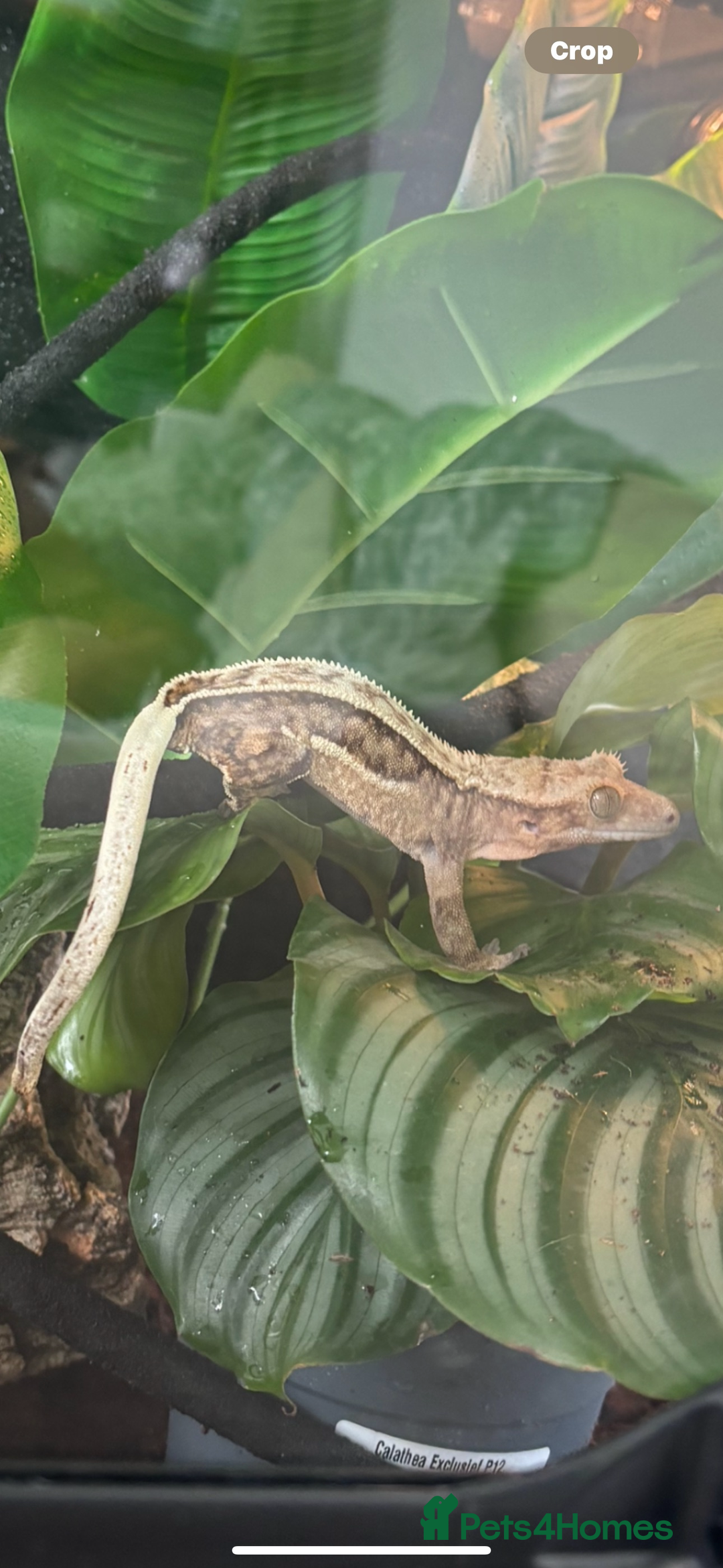 Gecko reptiles for sale: Female crested gecko & setup - Advert 4