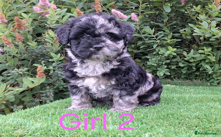 Miniature Poodle dogs - Advert 6