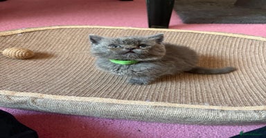 British Shorthair cats - Advert 2