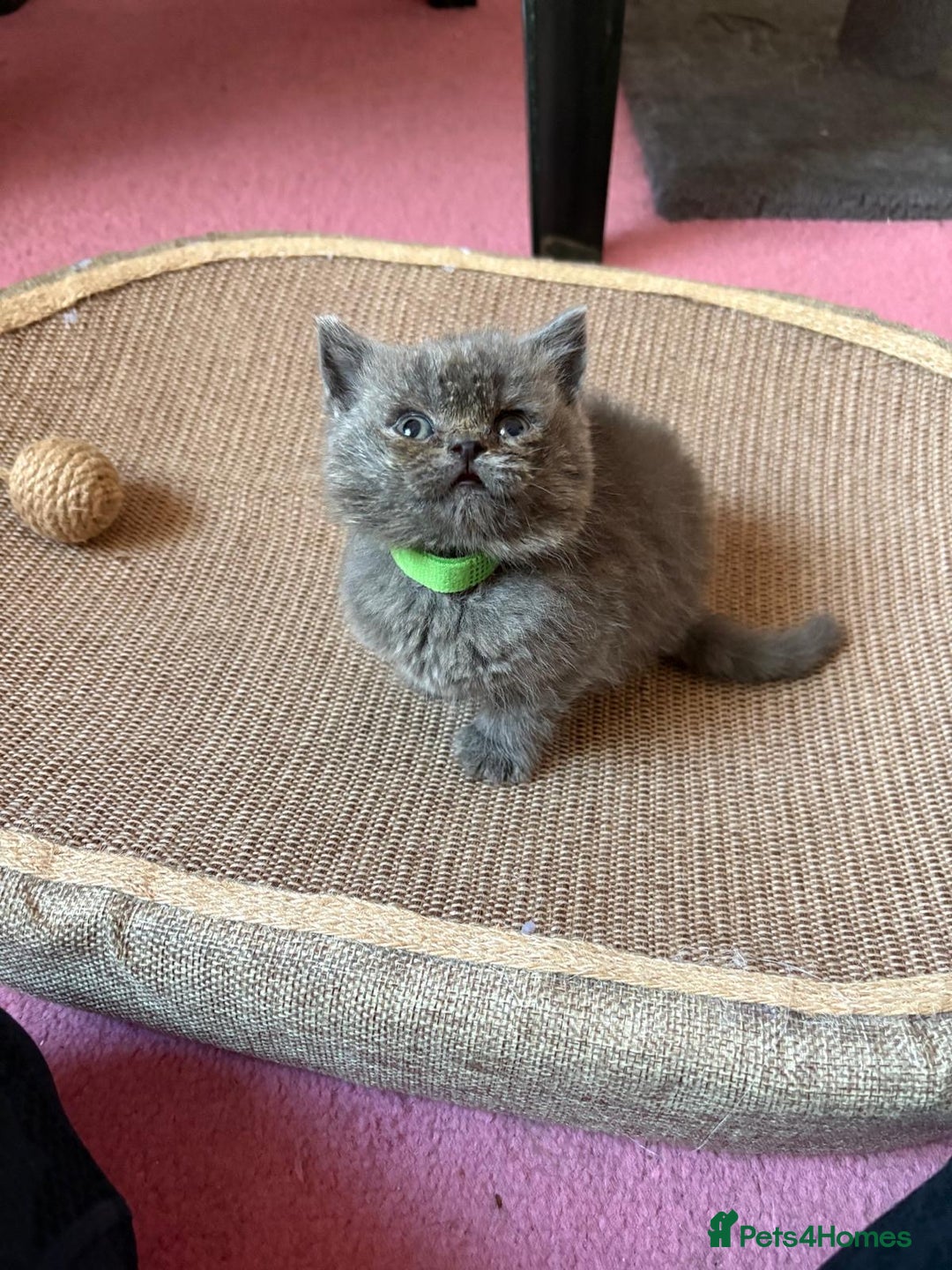 British Shorthair cats for sale: British Blue Shorthair kittens for sale - Image 2