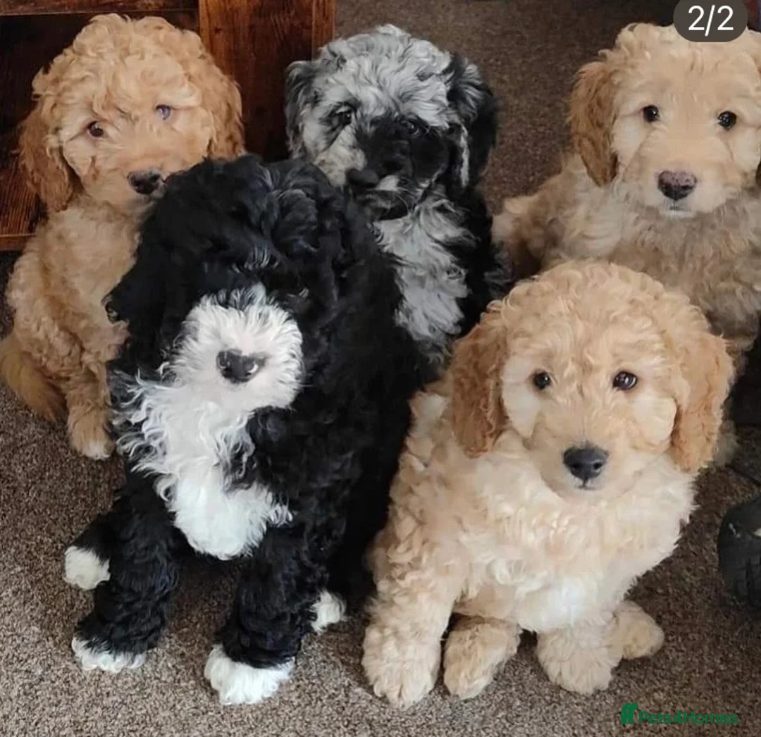 Cockapoo dogs for stud: PROVEN DNA tested Cockapoo Stud-Chocolate Merle in Stafford - Advert 10