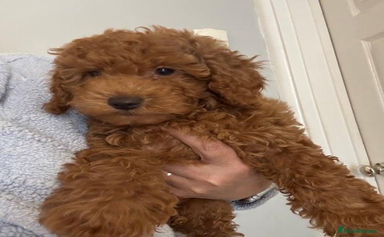 Toy Poodle dogs - Advert 4