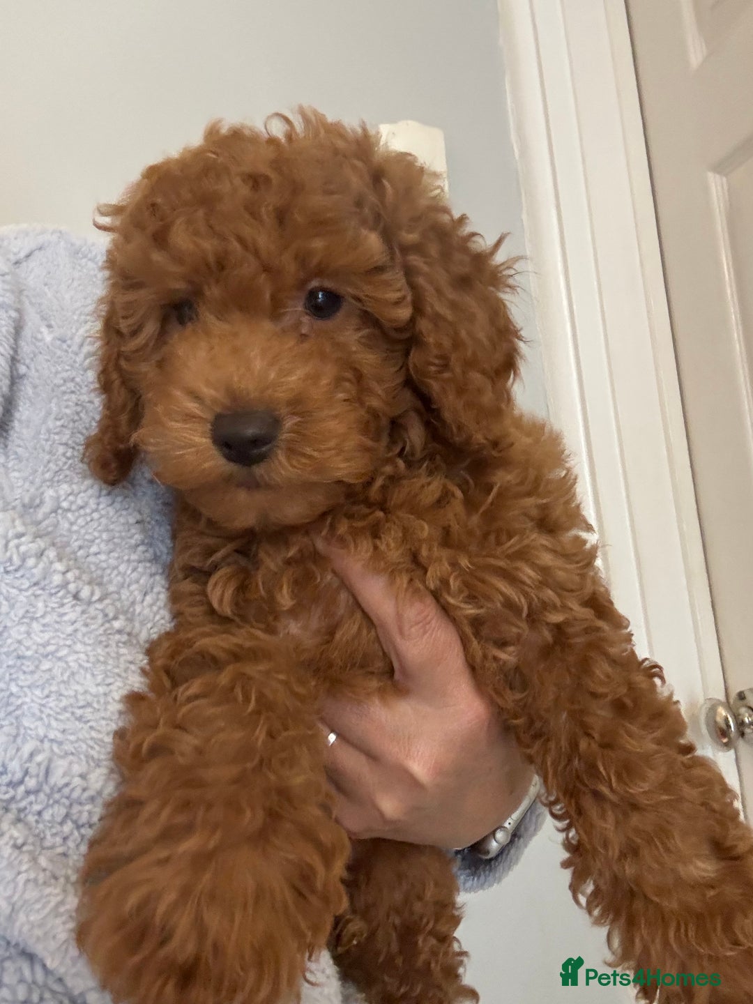 Toy Poodle dogs for sale: Beautiful hypoallergenic Toy poodle pups - Image 1