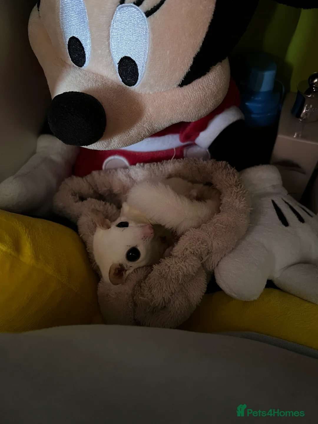 Sugar Glider rodents for sale: selling both sugar gliders  in West Drayton - Advert 16