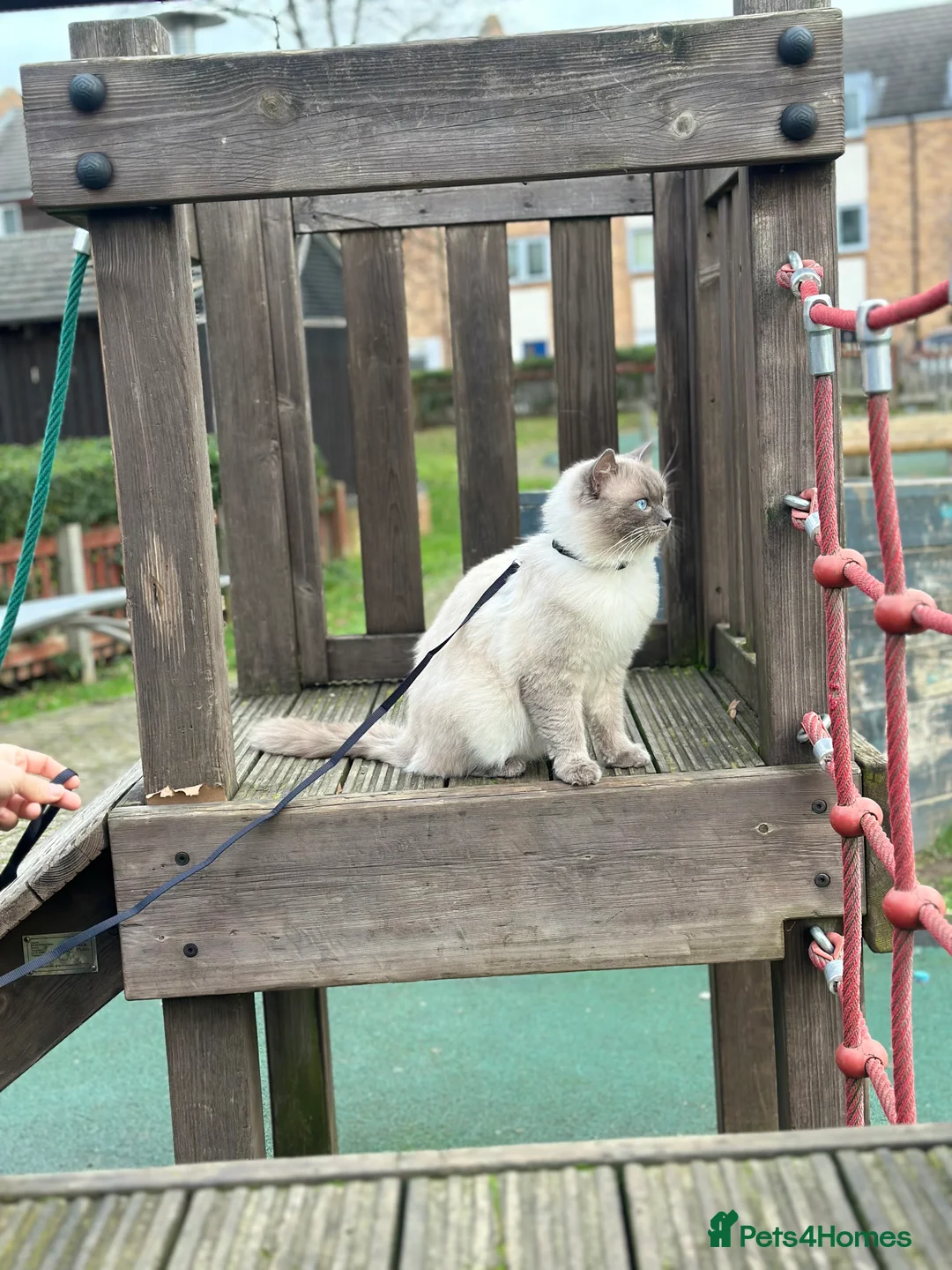 Ragdoll cats for stud: Blue  - Advert 4