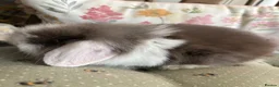 Mini Lop rabbits for sale: Mini lops-raised indoors-vaccinated  - Advert 6