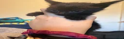 Mixed Breed cats for sale: 4 kittens for sale  - Advert 5
