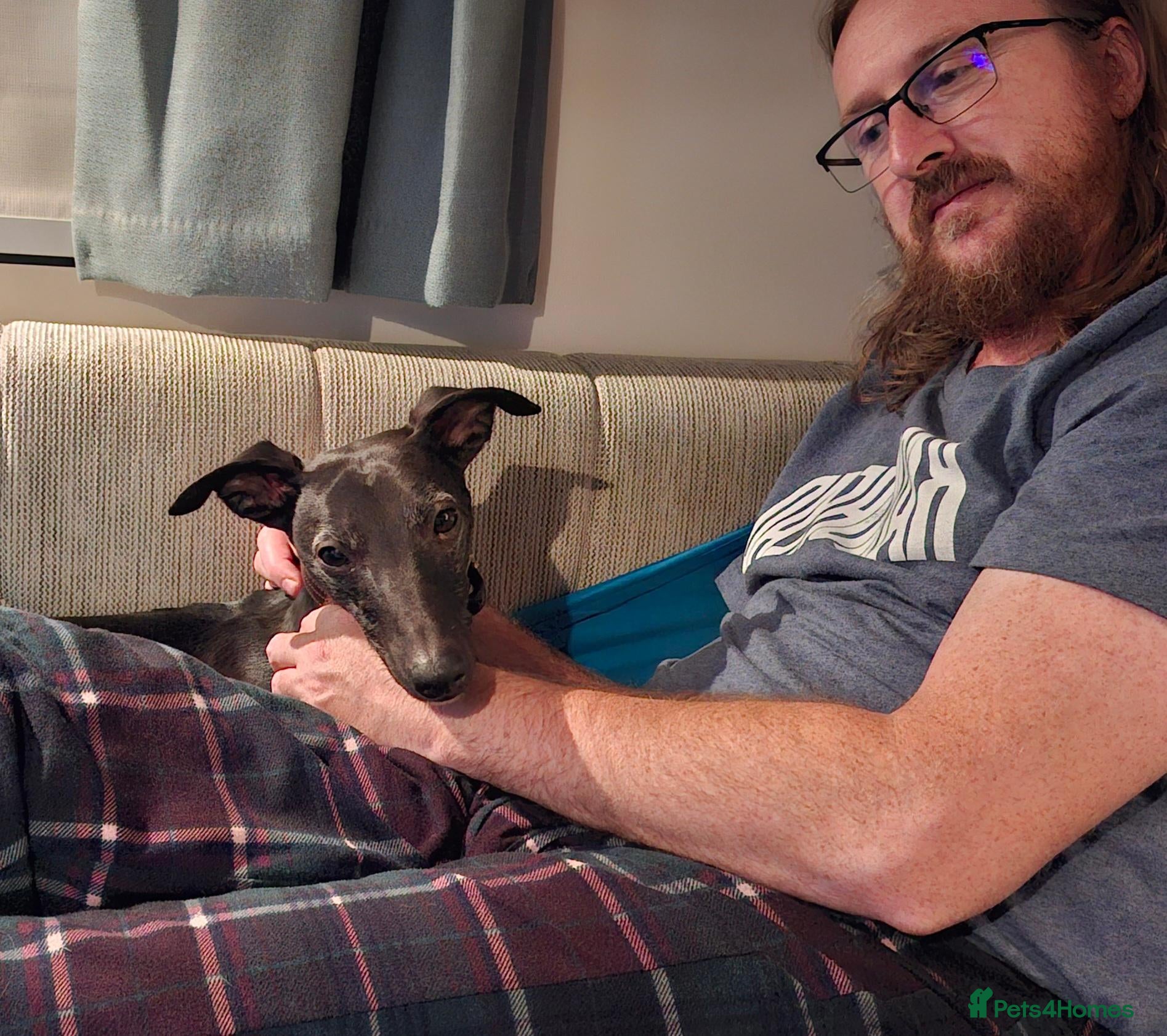 Whippet dogs Eidynrock Sangoma with Silkspun.Show/Sportingbred. - Advert 11