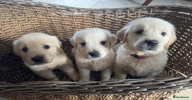 Golden Retriever dogs - Advert 9