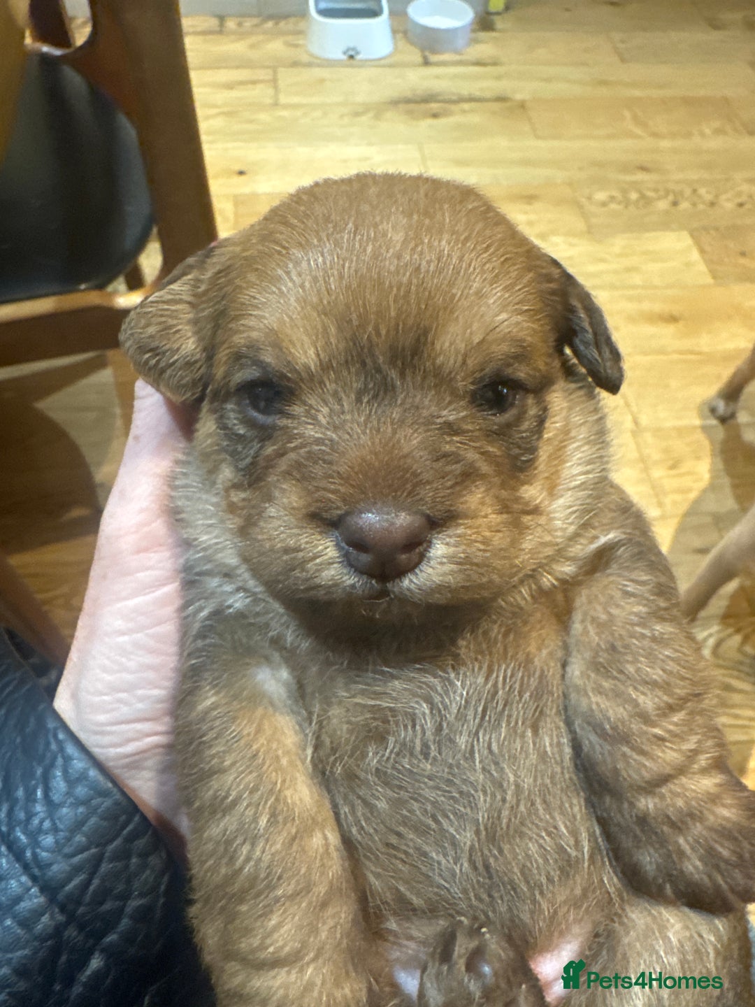 Mixed Breed dogs for sale: Mini poodle cross Frow frow’s - Image 2