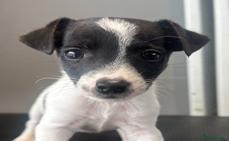 Jack Russell dogs - Advert 3