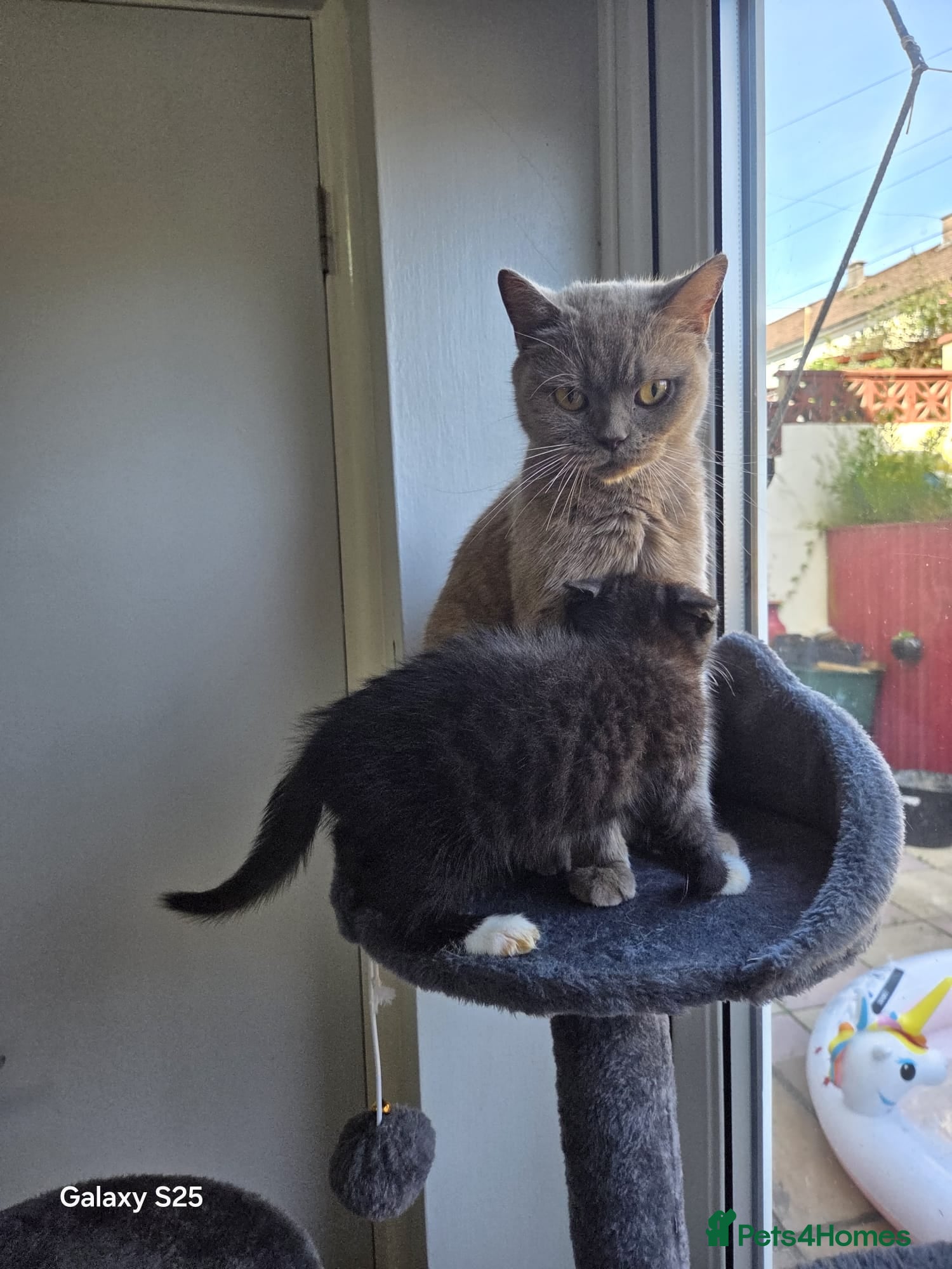 British Shorthair cats Mixed British Short hair - Advert 1