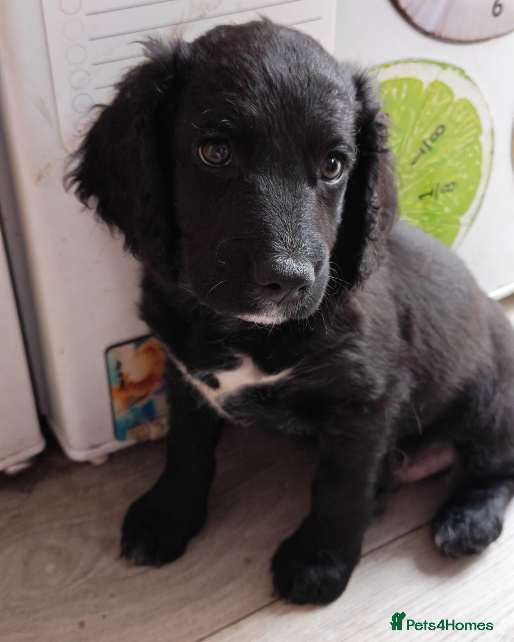 Mixed Breed dogs 🐾 Last Remaining Cockapoo Puppy – Ready Now 🐾 - Advert 1