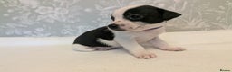 Jack Russell dogs for sale: Jack Russell puppies  - Advert 9