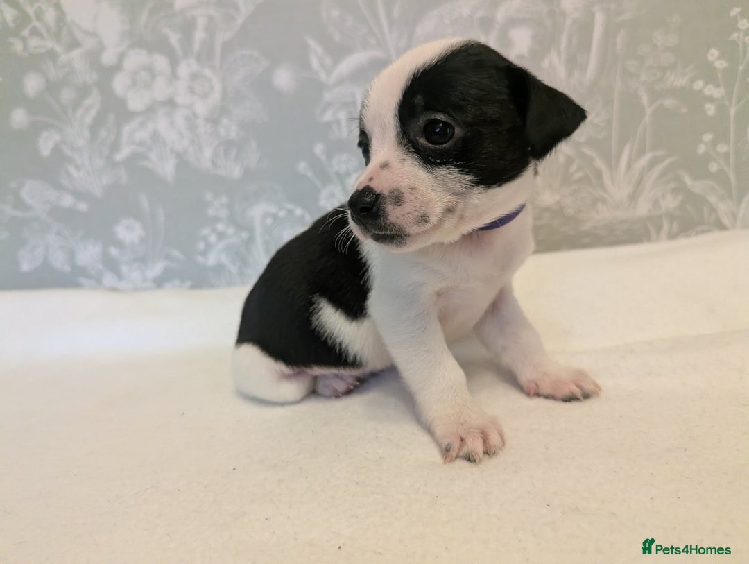Jack Russell dogs for sale: Jack Russell puppies  - Advert 9