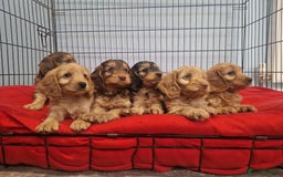 Cockapoo dogs for sale: Miniature cockapoo puppies - Image 2
