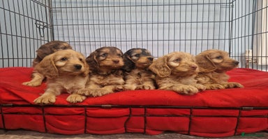 Cockapoo dogs - Advert 4