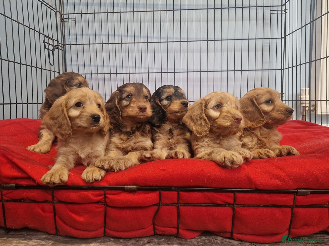 Cockapoo dogs for sale: Miniature cockapoo puppies - Image 2