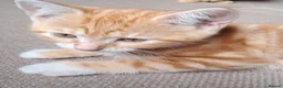 Mixed Breed cats for sale: Rare beautiful ginger tabby girl in Harlow - Advert 9