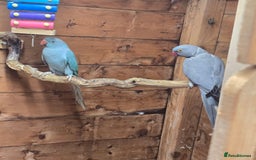 Parrots birds for sale: Male  and female indian ringneck parrots - Image 7