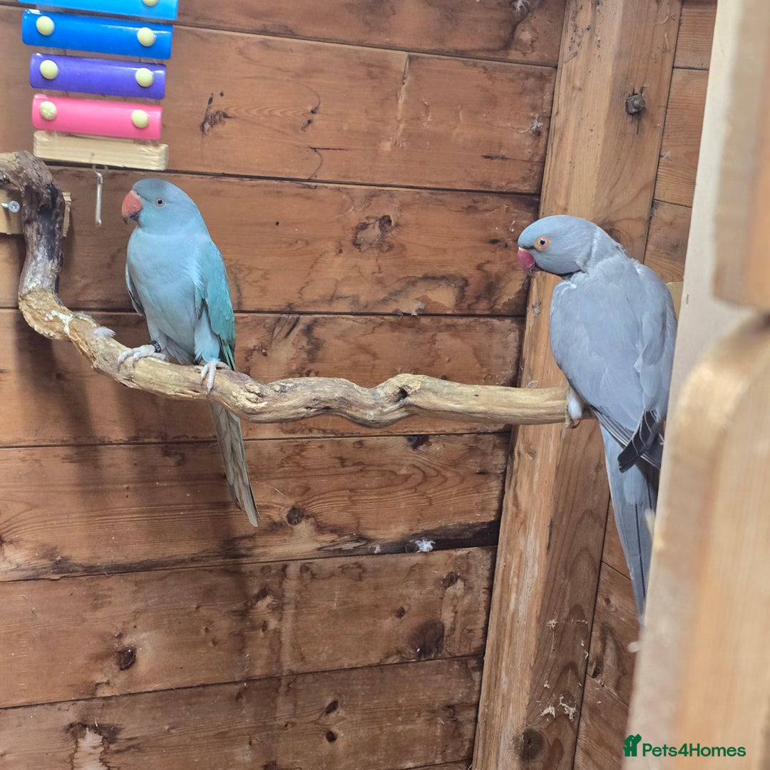 Parrots birds for sale: Male  and female indian ringneck parrots - Image 7