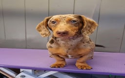 Miniature Dachshund dogs for sale: 1 year old male chocolate&tan dapple dachshund  - Image 4