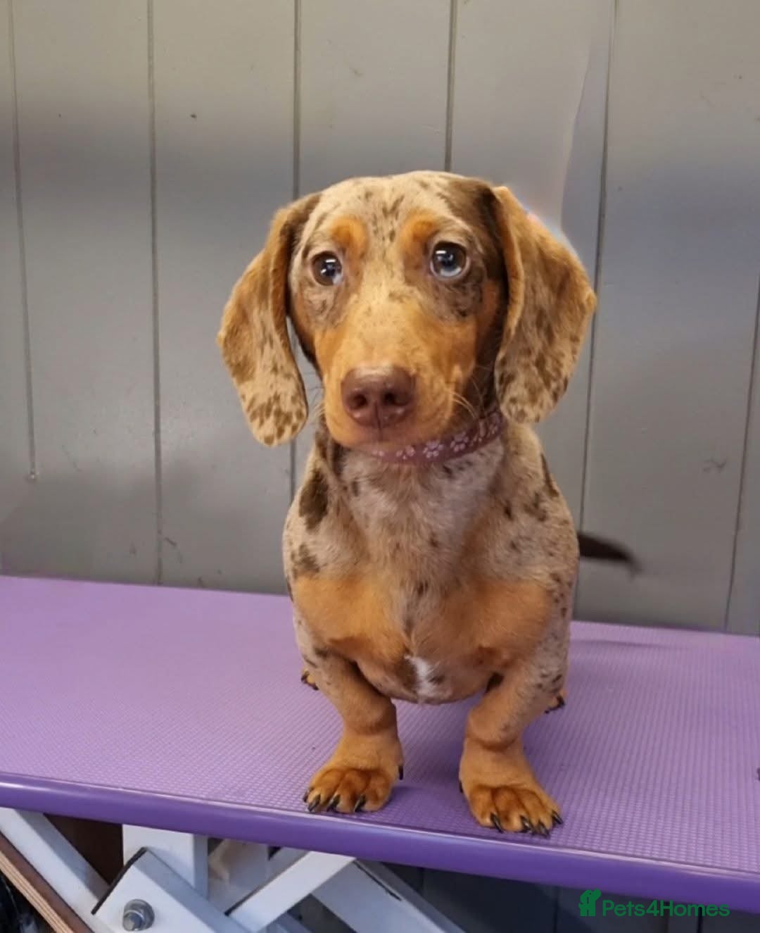 Miniature Dachshund dogs for sale: 1 year old male chocolate&tan dapple dachshund  - Image 4