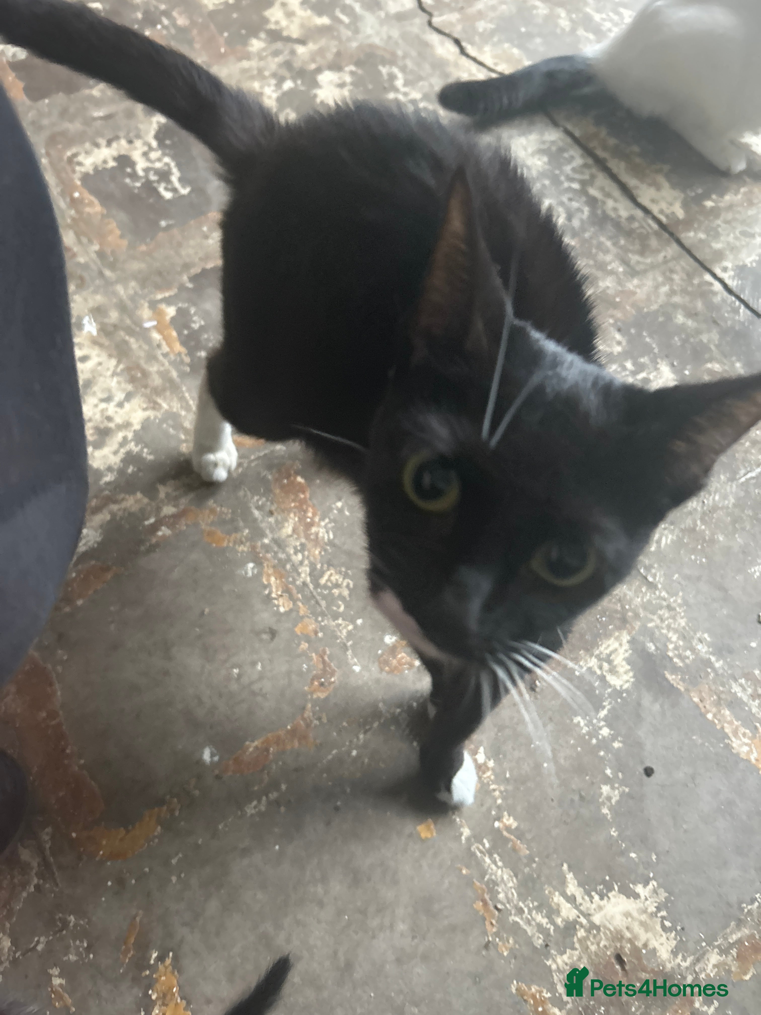 Mixed Breed cats Litter of kittens for sale  - Advert 1