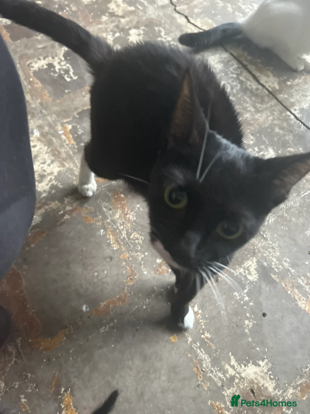 Mixed Breed cats for sale: Litter of kittens for sale  - Advert 1