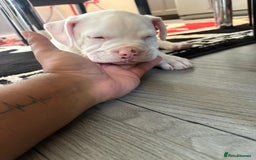 American Bulldog dogs for sale: American bulldog (johnson type) - Image 7