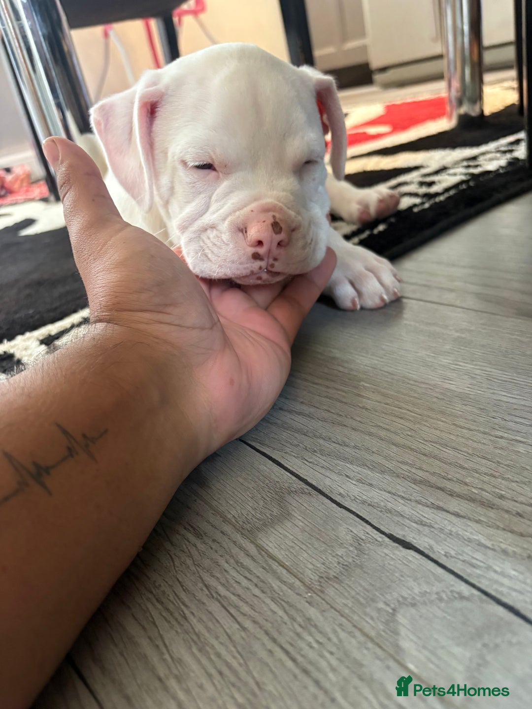 American Bulldog dogs for sale: American bulldog (johnson type) - Image 7