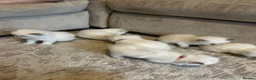 Ragdoll cats for sale: Beautiful Litter of 6 Ragdoll Kittens- 7 weeks old in Ellesmere Port - Advert 14