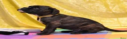 Boxer dogs for stud: KC Registered boxer for stud - Advert 28