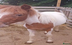 Other Breed horses for sale: Yearling Filly  - Image 6