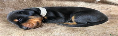Dobermann 14