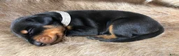 Dobermann dogs for sale: KC REGISTERED DOBERMAN PUPS - Advert 18