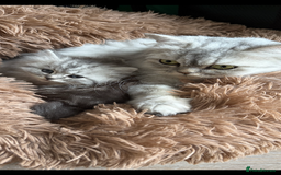 Persian cats for sale: Percian. Chinchilla  - Image 2