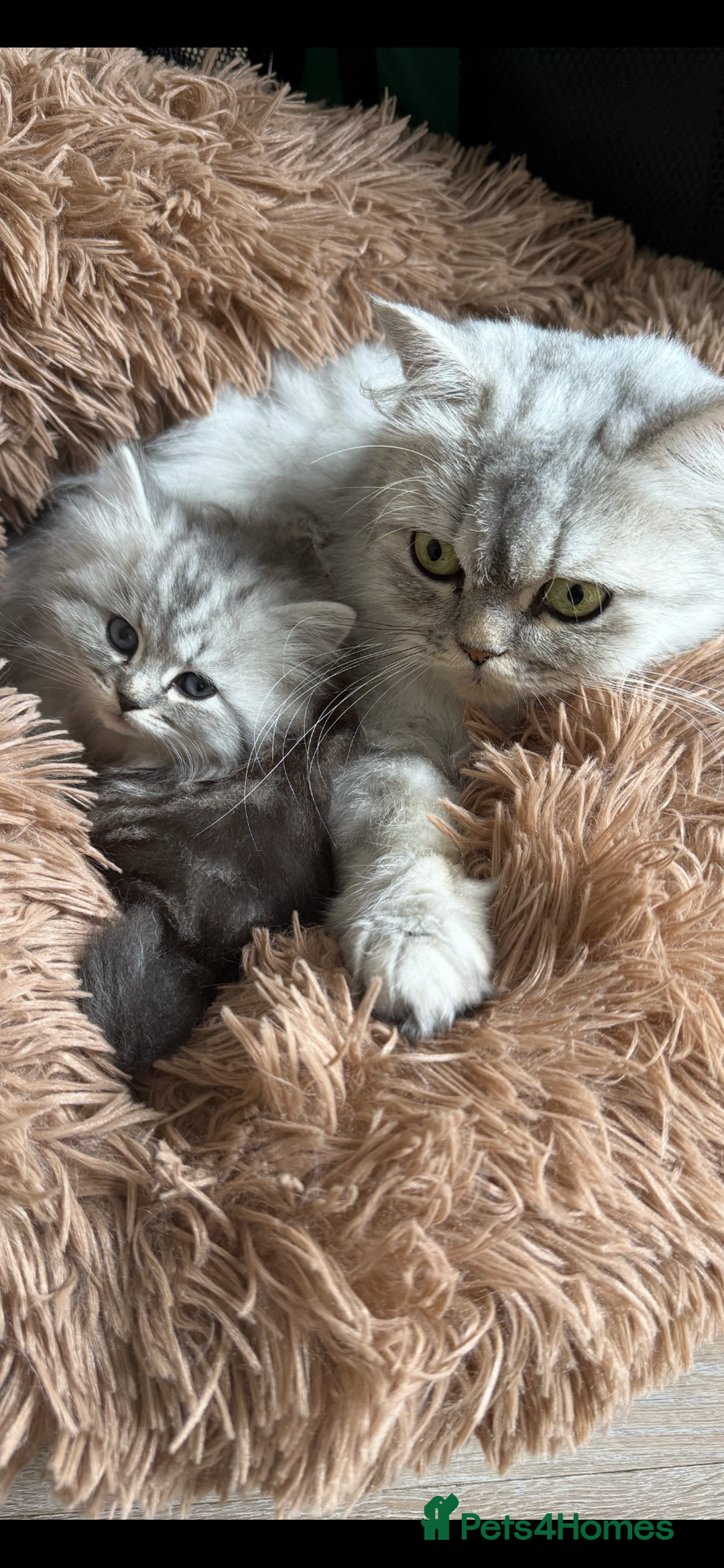 Persian cats for sale: Percian. Chinchilla  - Image 2