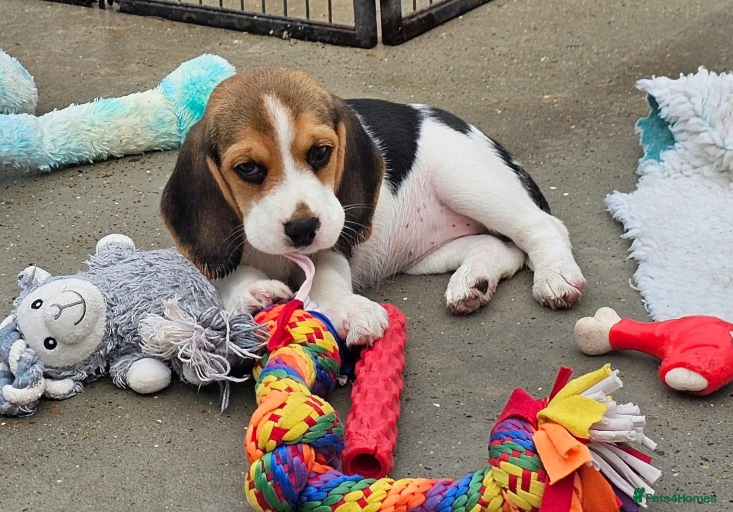 Beagle dogs Stunning Litter of KC Registered Beagle Pups  - Advert 2