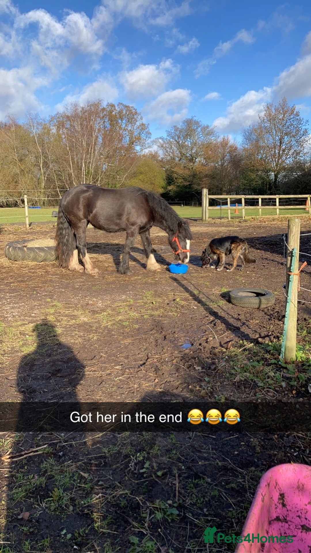 Irish Cob horses for sale: 14hh Cob X Welsh 6 years old  - Advert 2