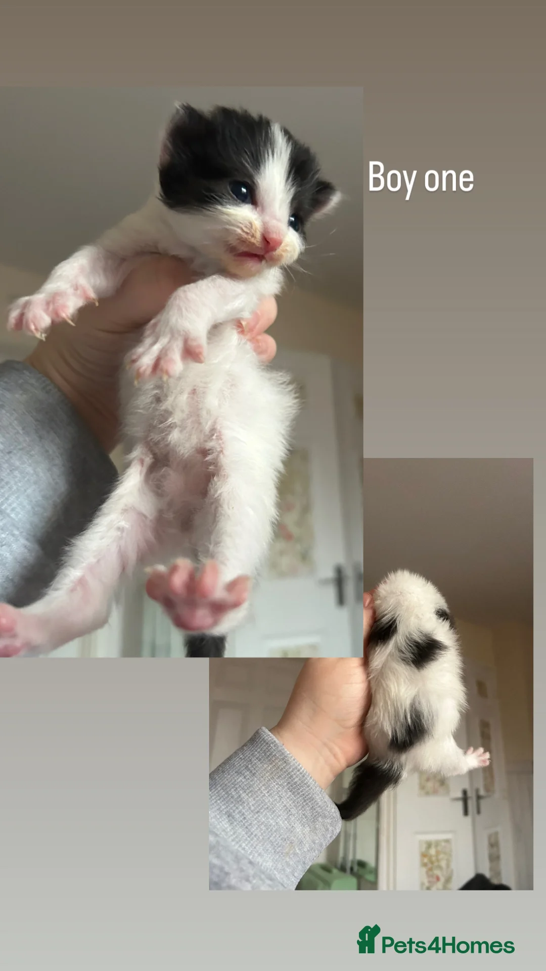 Mixed Breed cats for sale: Long hair cute kittens Turkish angora mix  - Advert 2