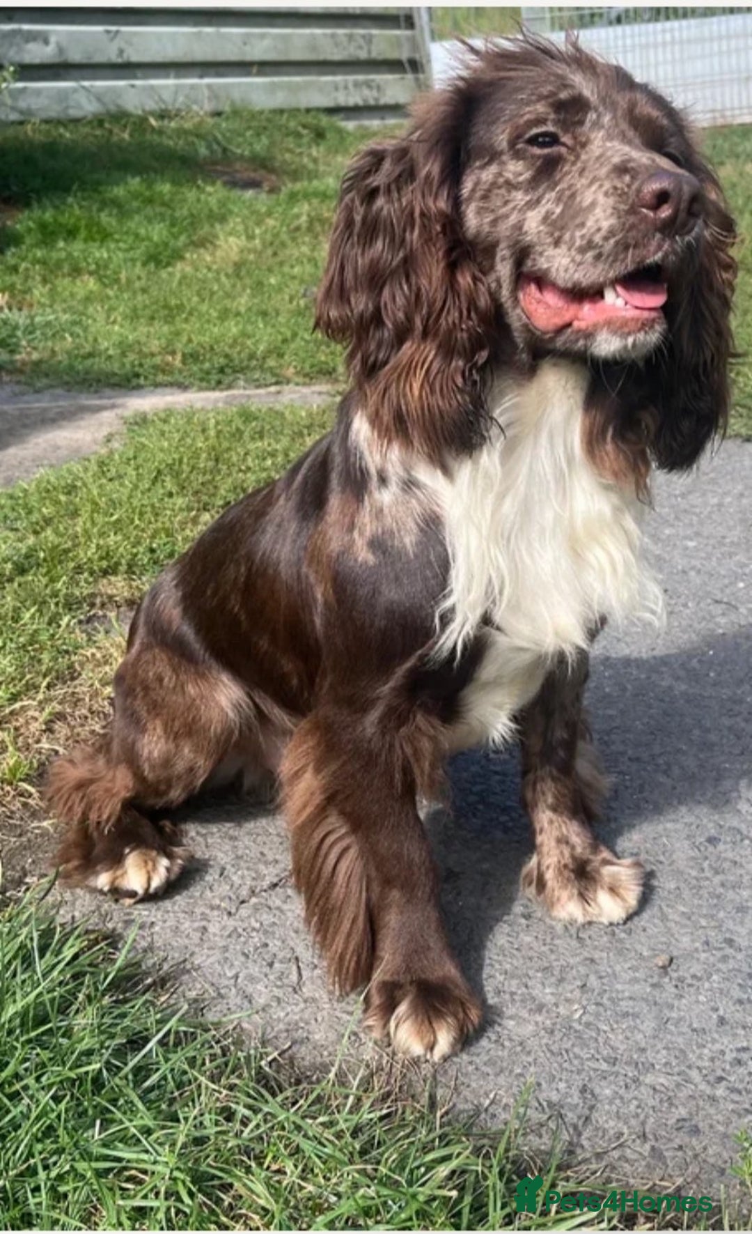Cocker Spaniel dogs for sale: Beautiful cocker spaniels  - Advert 4