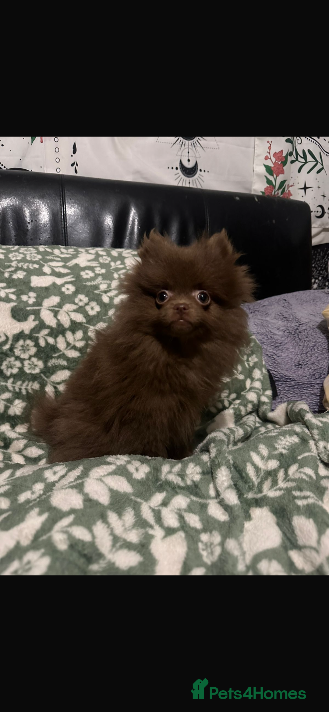 Pomeranian dogs for sale: 1 little girl  - Advert 2